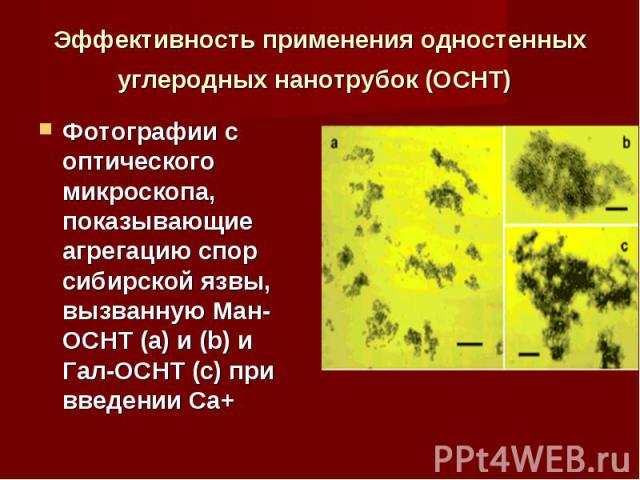 Фотографии с оптического микроскопа, показывающие агрегацию спор сибирской язвы, вызванную Ман-ОСНТ (а) и (b) и Гал-ОСНТ (с) при введении Ca+ Фотографии с оптического микроскопа, показывающие агрегацию спор сибирской язвы, вызванную Ман-ОСНТ (а) и (…