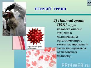2) Птичий грипп Н5N1 – для человека опасен тем, что в человеческом организме вир