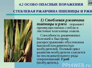 1) Стеблевая ржавчина пшеницы и ржи - поражает преимущественно стебли и листовые