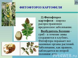 2) Фитофтороз картофеля - широко распространенное вредоносное заболевание. 2) Фи