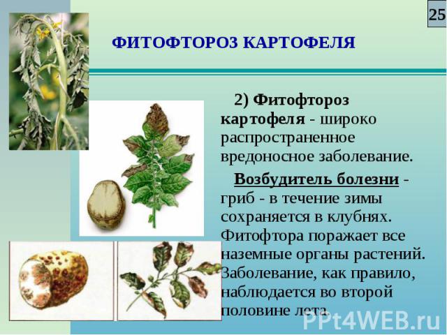 2) Фитофтороз картофеля - широко распространенное вредоносное заболевание. 2) Фитофтороз картофеля - широко распространенное вредоносное заболевание. Возбудитель болезни - гриб - в течение зимы сохраняется в клубнях. Фитофтора поражает все наземные …
