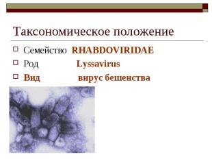 Таксономическое положение Семейство RHABDOVIRIDAE Род Lyssavirus Вид вирус бешен