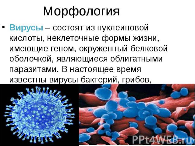 Морфология Вирусы – состоят из нуклеиновой кислоты, неклеточные формы жизни, имеющие геном, окруженный белковой оболочкой, являющиеся облигатными паразитами. В настоящее время известны вирусы бактерий, грибов, растений, животных.