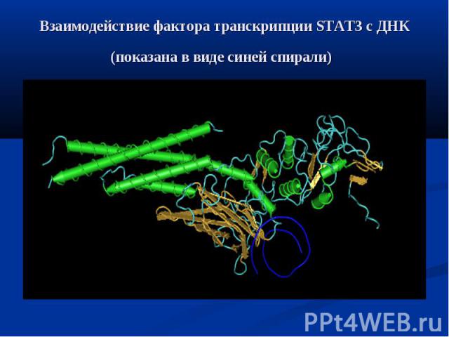 Взаимодействие фактора транскрипции STAT3 с ДНК (показана в виде синей спирали)