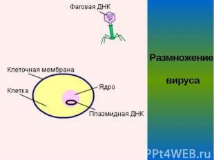 Размножение вируса