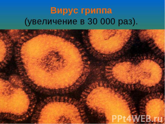 Вирус гриппа (увеличение в 30 000 раз).