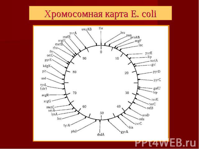 Хромосомная карта E. coli