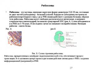 Рибосомы Рибосомы - это частицы, имеющие округлую форму диаметром 15,0-35 нм, со