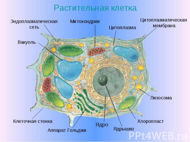 На рисунке изображена растительная клетка в разные периоды жизни какое общее свойство