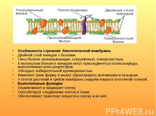 Особенности строения: биологической мембраны Особенности строения: биологической