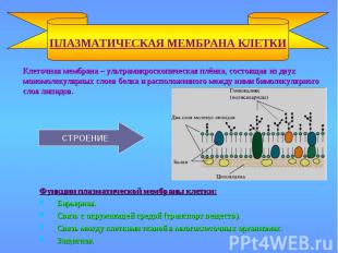 Клеточная мембрана – ультрамикроскопическая плёнка, состоящая из двух мономолеку