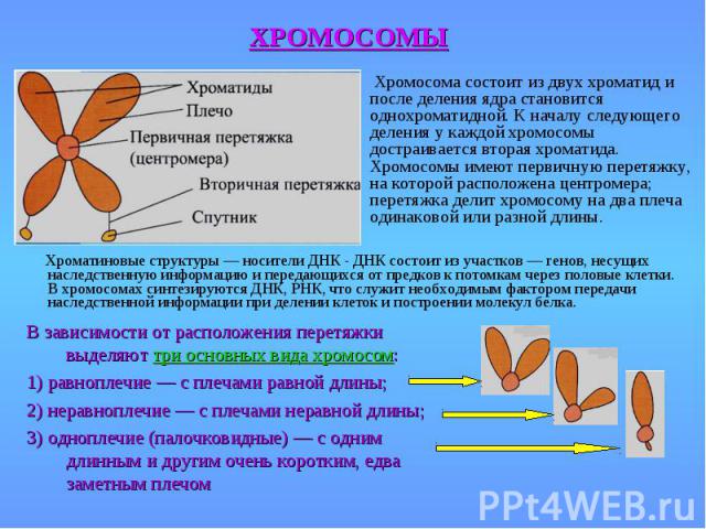 Хромосома состоит из двух хроматид и после деления ядра становится однохроматидной. К началу следующего деления у каждой хромосомы достраивается вторая хроматида. Хромосомы имеют первичную перетяжку, на которой расположена центромера; перетяжка дели…