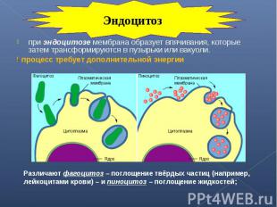 при эндоцитозе мембрана образует впячивания, которые затем трансформируются в пу