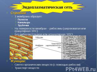 Строение Строение 1 мембрана образует: Полости Канальцы Трубочки На поверхности