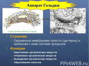 Строение Строение Окруженные мембранами полости (цистерны) и связанная с ними си