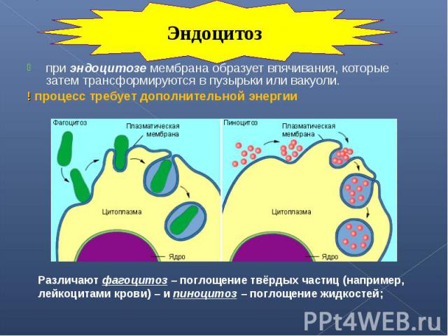 при эндоцитозе мембрана образует впячивания, которые затем трансформируются в пузырьки или вакуоли. при эндоцитозе мембрана образует впячивания, которые затем трансформируются в пузырьки или вакуоли. ! процесс требует дополнительной энергии