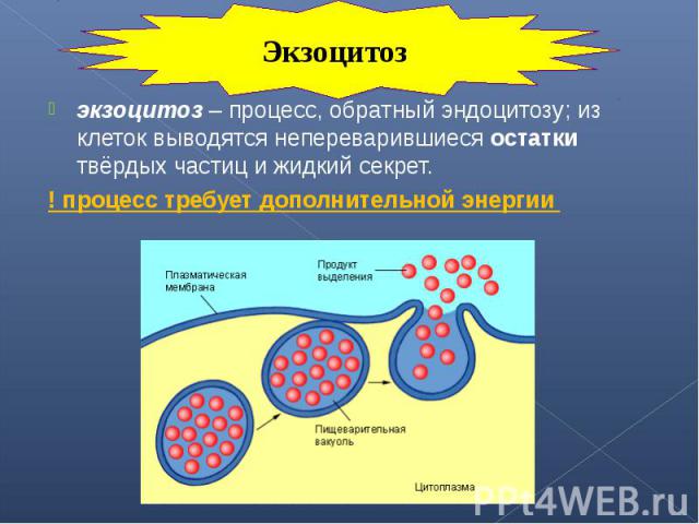 экзоцитоз – процесс, обратный эндоцитозу; из клеток выводятся непереварившиеся остатки твёрдых частиц и жидкий секрет. экзоцитоз – процесс, обратный эндоцитозу; из клеток выводятся непереварившиеся остатки твёрдых частиц и жидкий секрет. ! процесс т…