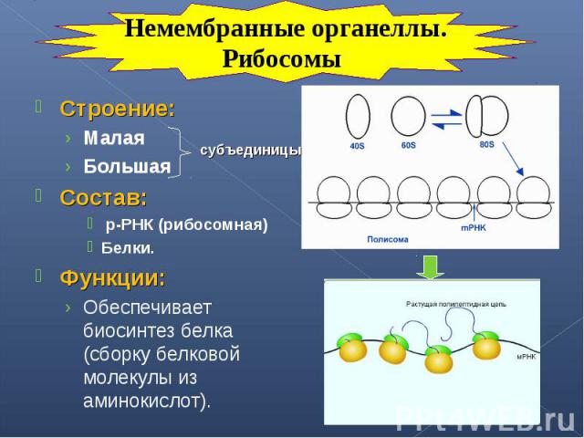 Строение: Строение: Малая Большая Состав: р-РНК (рибосомная) Белки. Функции: Обеспечивает биосинтез белка (сборку белковой молекулы из аминокислот).