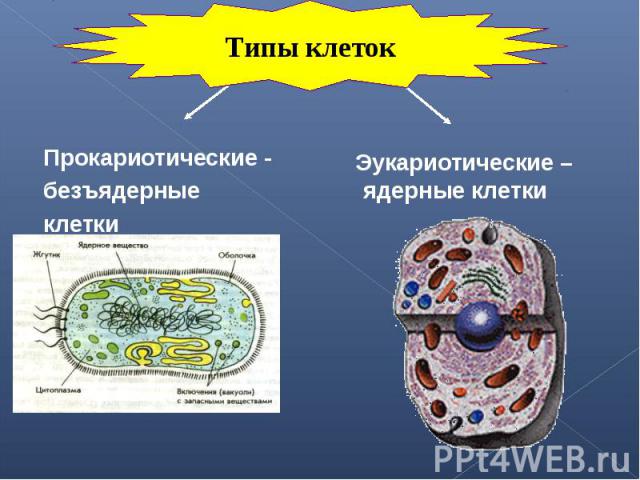 Прокариотические - Прокариотические - безъядерные клетки