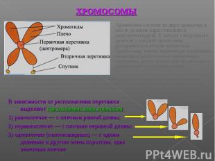 Хромосома состоит из двух хроматид и после деления ядра становится однохроматидн