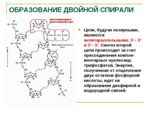 Цепи, будучи полярными, являются антипараллельными: 5‘ - 3‘ и 3‘ - 5‘. Синтез вт