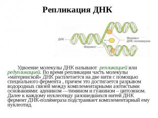 Удвоение молекулы ДНК называют репликацией или редупликацией. Во время репликаци