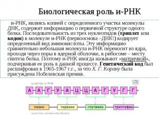 и-РНК, являясь копией с определенного участка молекулы ДНК, содержит информацию