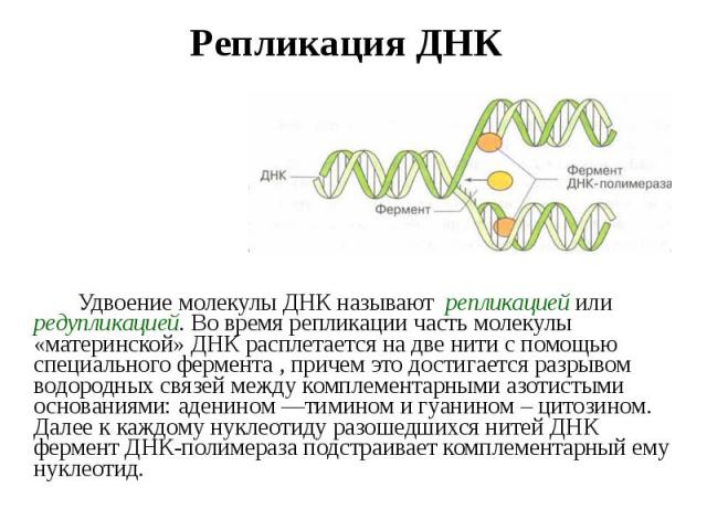Удвоение молекулы ДНК называют репликацией или редупликацией. Во время репликации часть молекулы «материнской» ДНК расплетается на две нити с помощью специального фермента , причем это достигается разрывом водородных связей между комплементарными аз…