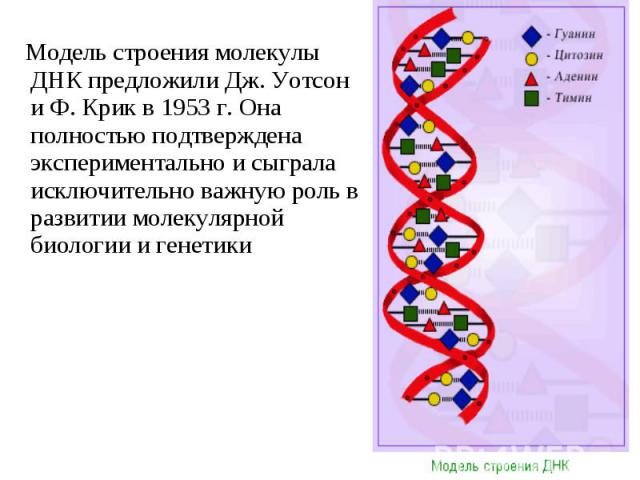 Модель строения молекулы ДНК предложили Дж. Уотсон и Ф. Крик в 1953 г. Она полностью подтверждена экспериментально и сыграла исключительно важную роль в развитии молекулярной биологии и генетики Модель строения молекулы ДНК предложили Дж. Уотсон и Ф…
