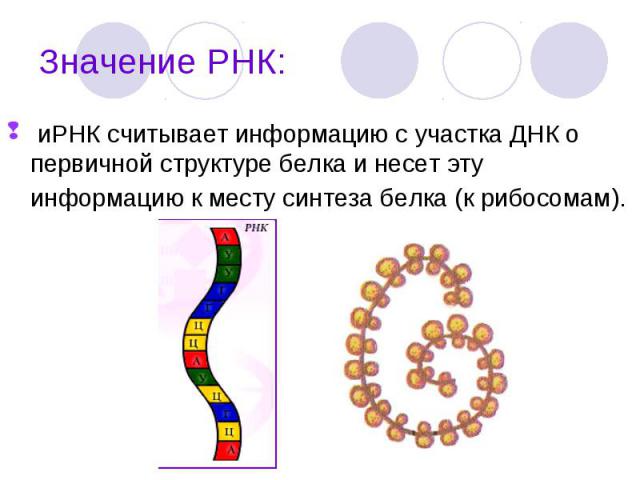иРНК считывает информацию с участка ДНК о первичной структуре белка и несет эту информацию к месту синтеза белка (к рибосомам). иРНК считывает информацию с участка ДНК о первичной структуре белка и несет эту информацию к месту синтеза белка (к рибосомам).