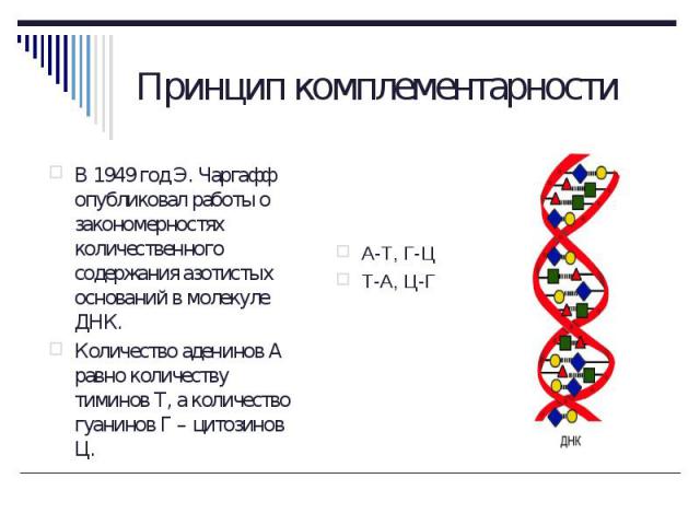 В 1949 год Э. Чаргафф опубликовал работы о закономерностях количественного содержания азотистых оснований в молекуле ДНК. В 1949 год Э. Чаргафф опубликовал работы о закономерностях количественного содержания азотистых оснований в молекуле ДНК. Колич…