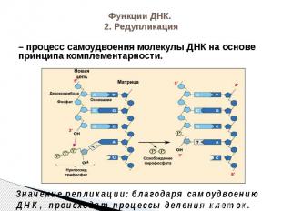 Функции ДНК. 2. Редупликация – процесс самоудвоения молекулы ДНК на основе принц