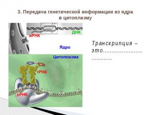 3. Передача генетической информации из ядра в цитоплазму