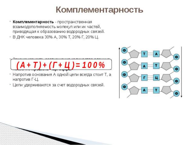 Комплементарность Комплементарность - пространственная взаимодополняемость молекул или их частей, приводящая к образованию водородных связей. В ДНК человека 30% А, 30% Т, 20% Г, 20% Ц. Закономерность соотношения количества аденина и тимина (А-Т) и г…