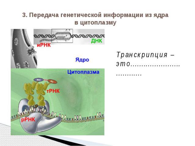 3. Передача генетической информации из ядра в цитоплазму