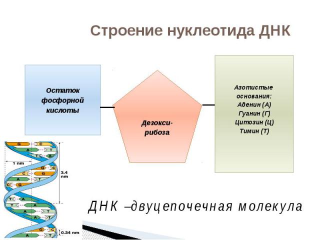 Строение нуклеотида ДНК