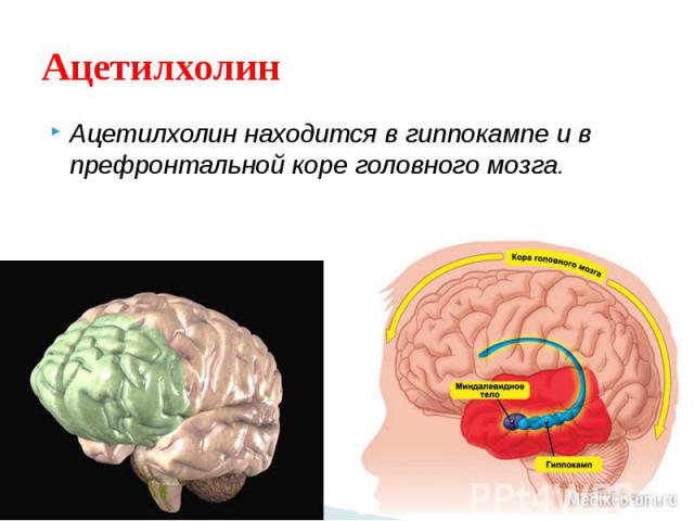Ацетилхолин Ацетилхолин находится в гиппокампе и в префронтальной коре головного мозга.