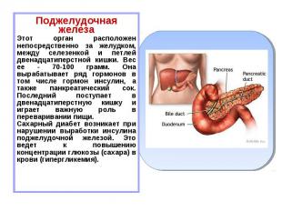 Поджелудочная железа Поджелудочная железа Этот орган расположен непосредственно