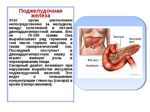 Поджелудочная железа Поджелудочная железа Этот орган расположен непосредственно за желудком, между селезенкой и петлей двенадцатиперстной кишки. Вес ее - 70-100 грамм. Она вырабатывает ряд гормонов в том числе гормон инсулин, а также панкреатический…