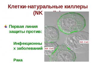 Клетки-натуральные киллеры (NK - cells) Первая линия защиты против: Инфекционных