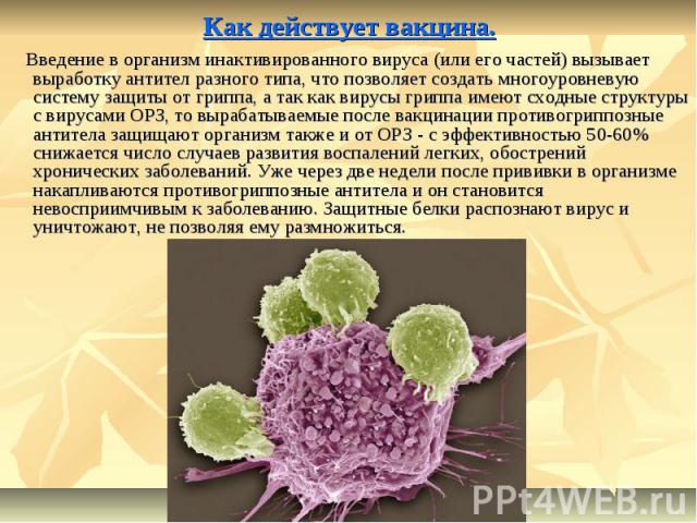 Как действует вакцина. Введение в организм инактивированного вируса (или его частей) вызывает выработку антител разного типа, что позволяет создать многоуровневую систему защиты от гриппа, а так как вирусы гриппа имеют сходные структуры с вирусами О…