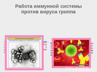 Работа иммунной системы против вируса гриппа Один из белков вируса гриппа способ