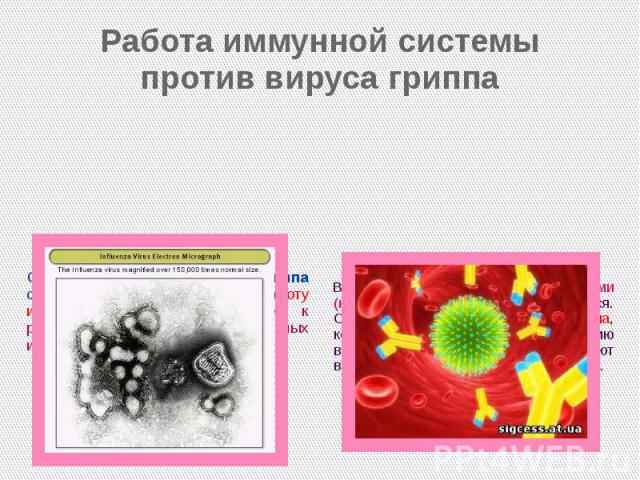 Работа иммунной системы против вируса гриппа Один из белков вируса гриппа способен парализовать работу иммунной системы, что ведет к развитию вторичных бактериальных инфекций, например, пневмонии.