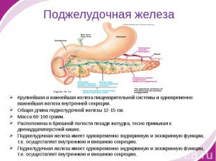 Поджелудочная железа Крупнейшая и важнейшая железа пищеварительной системы и одн