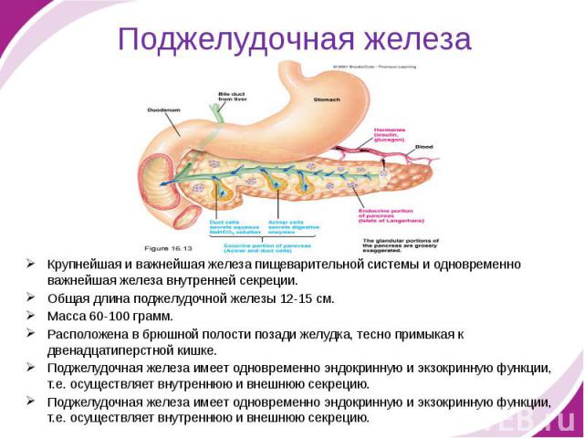 Поджелудочная железа Крупнейшая и важнейшая железа пищеварительной системы и одновременно важнейшая железа внутренней секреции. Общая длина поджелудочной железы 12-15 см. Масса 60-100 грамм. Расположена в брюшной полости позади желудка, тесно примык…