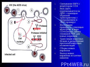 Связывание ВИЧ с рецептором CD4 Связывание ВИЧ с рецептором CD4 РНК ВИЧ переписы