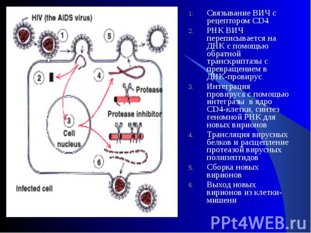Связывание ВИЧ с рецептором CD4 Связывание ВИЧ с рецептором CD4 РНК ВИЧ переписывается на ДНК с помощью обратной транскриптазы с превращением в ДНК-провирус Интеграция провируса с помощью интегразы  в ядро CD4-клетки, синтез геномной РНК для но…