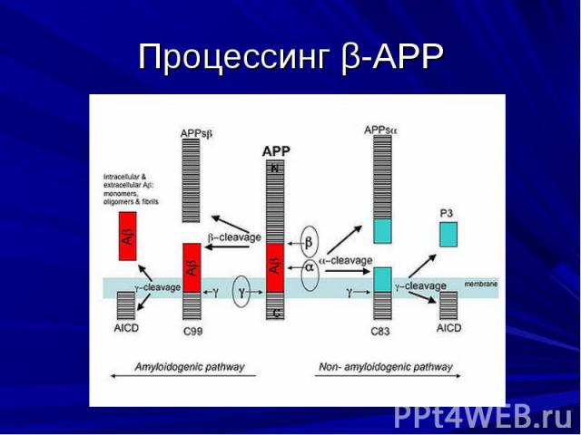 Процессинг β-APP