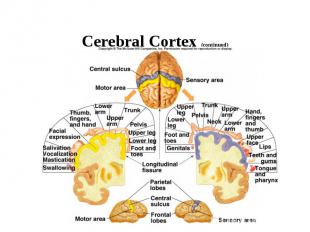 Cerebral Cortex (continued)