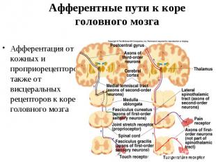 Афферентные пути к коре головного мозга Афферентация от кожных и проприорецептор